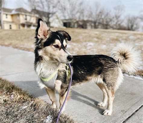 Corgi Husky Mix (Horgi/Corgsky): Facts, Guide & Pictures | Puplore