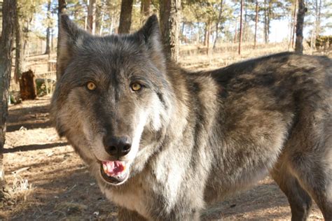 Get Up Close and Personal with Wolves at Colorado Wolf and Wildlife Center