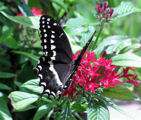 Black Monarch Butterfly Photograph by Michele Napier-Berg - Fine Art America