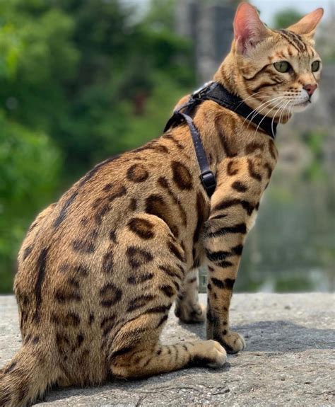 Brown spotted Bengal kitten - Hypoallergenic Cat