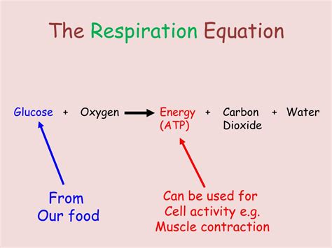 Cellular Respiration Equation