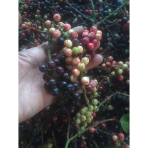 Jual buah buni buah huni hitam merah 1 kg | Shopee Indonesia