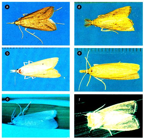 Adults of stem borers | Common name Yellow stem borer (YSB),… | Flickr