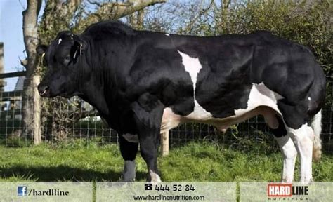 a large black and white cow standing on top of a lush green grass ...