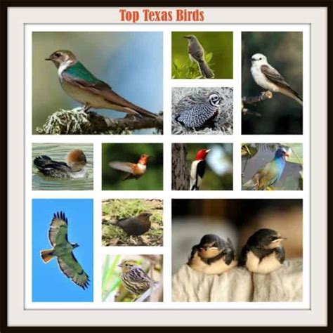 Texas Birds | Top 14 Birds of Texas | Texas Birds Identification (2022)