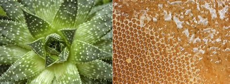 Honey vs Agave: Which is More Beneficial? - Sisana Sweeteners