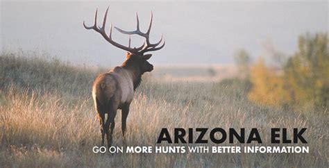 Arizona Elk Hunting 2024 | Draw Odds & Results | Guided Hunts | DIY