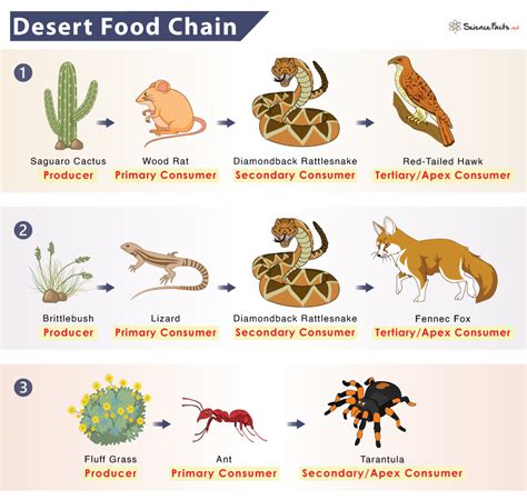 Desert Animals With Names Chart