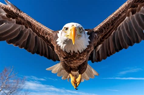 Un águila calva está volando en el cielo | Foto Premium