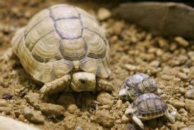 Egyptian Tortoise - Reptiles World