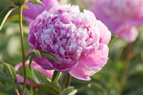 How To Plant Peony Bulbs In Spring at mildredjfelton blog