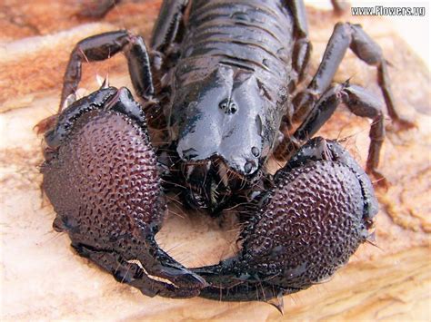 Image detail for -large black african emperor scorpion | Exotic pets, Arachnids, Prehistoric ...