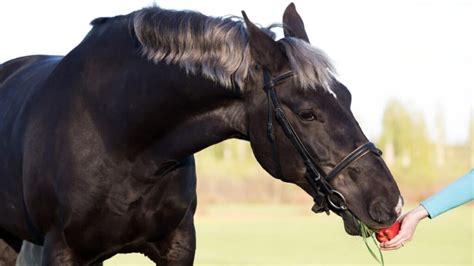 Can Horses Eat Apples And Carrots? (A Complete Guide) - AHF