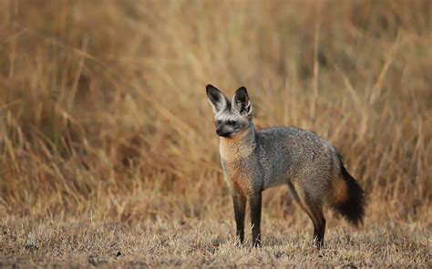 Bat-eared Fox Facts, Habitat, Diet, Life Cycle, Baby, Pictures