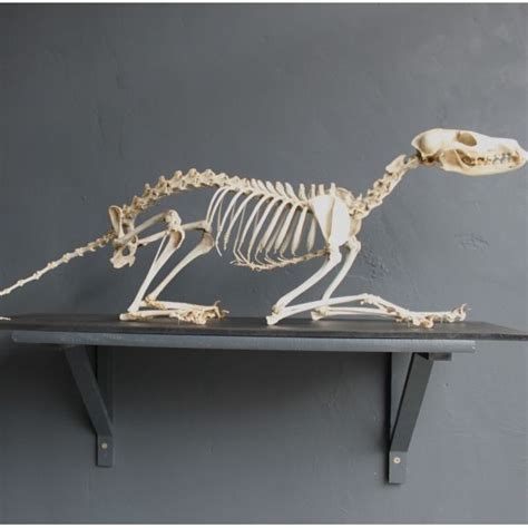 fox skeleton mounted fox skeleton ~ Useful for studying fox anatomy ...