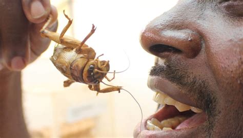 Insect science: the need for more attention in Africa - Sub-Saharan Africa