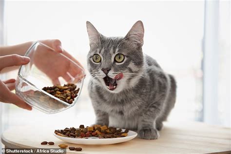 World's first halal cat food containing chicken, fish and goat will go on sale in Britain ...