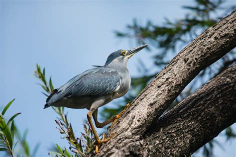 Striated heron (Butorides striata)