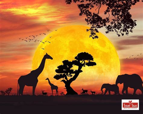 Safari Wallpapers - Wallpaper Cave