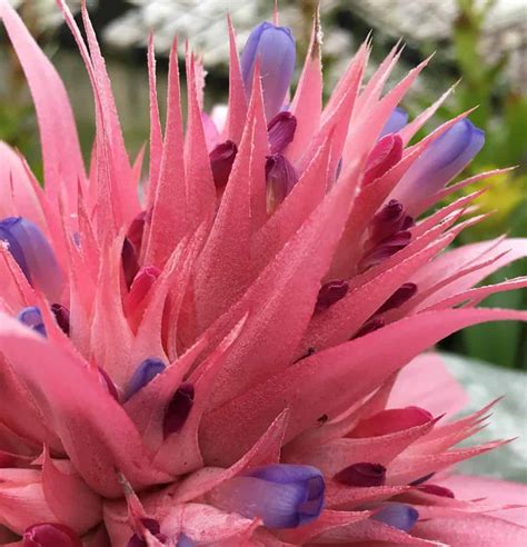 Bromeliad Flower [Blooming Tips, Meanings, & Uses]