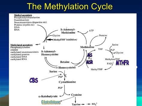 METHYLATION CYCLE AND IT\'S POLYMORPHISM