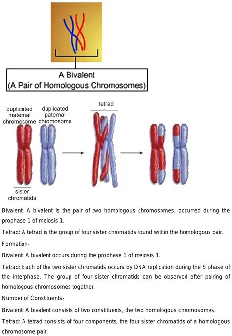 bivalent is eyqual to half of no. of somatic chromosome. justfy