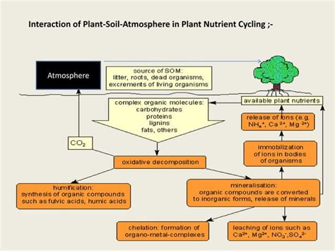 Process of humus formation