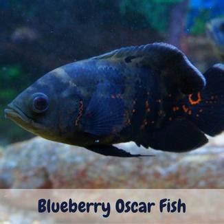 Blueberry Oscar Fish: Overview & Care Guides