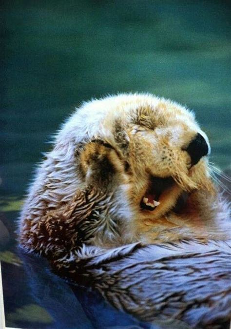 26 Photos of Beautiful Yawning Animals to Put You To Sleep