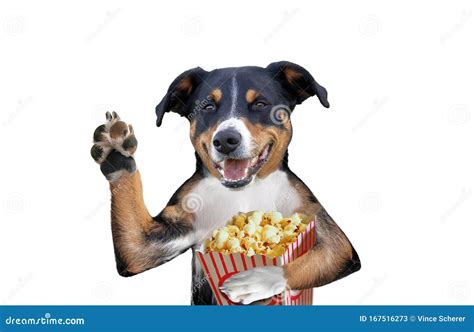 Funny Dog with Popcorn. on White Background Stock Image - Image of ...