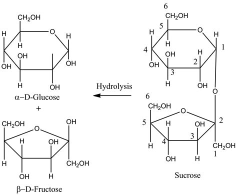 Glycosidic Bond Hydrolysis