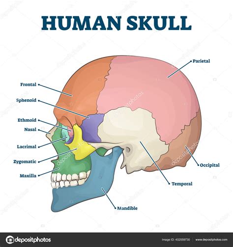 Skull Diagram Labeled