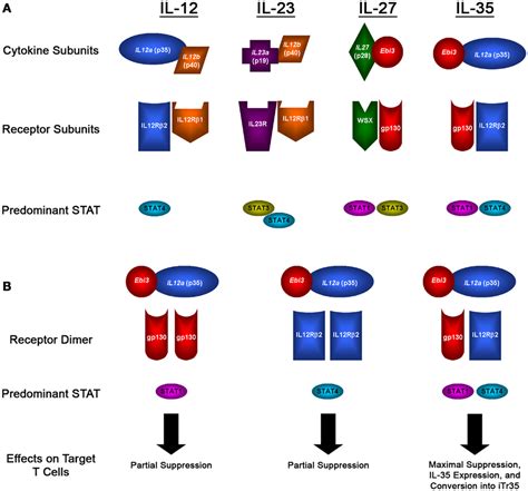 Frontiers | Interleukin 35: A Key Mediator of Suppression and the Propagation of Infectious ...