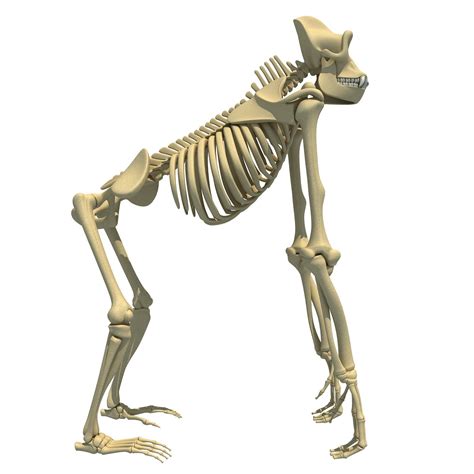 Gorilla Skeleton | Gorilla, Animal skeletons, Animal drawings