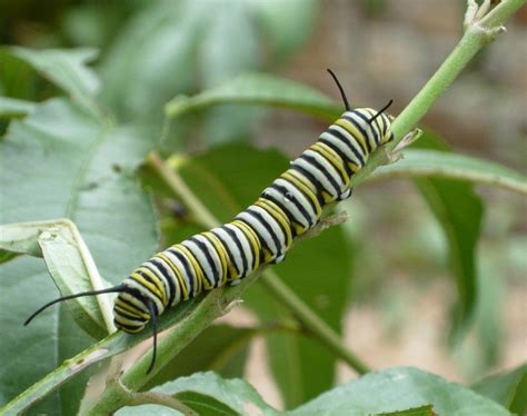 Caterpillar Quiz: How to Tell the Difference between Monarchs and Eastern Swallowtails | Monarch ...