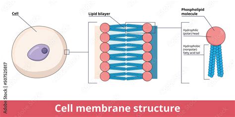 Cell membrane structure, that is represented by lipid bilayer and its ...