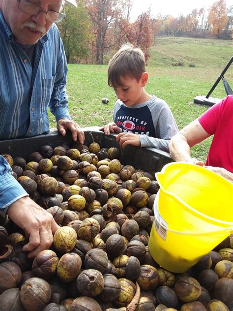 Harvesting Hickory Nuts - Boots, Boogers, and Blessings