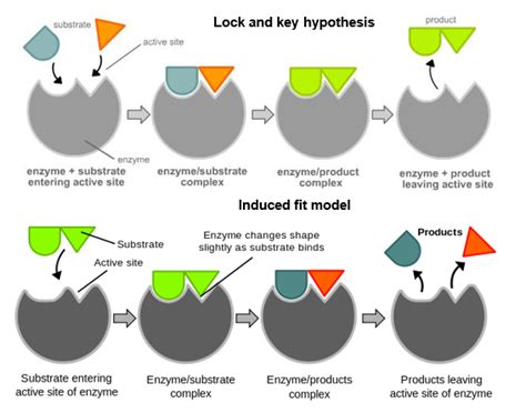 Biological Catalysts - Enzymes | A-Level Biology Revision Notes