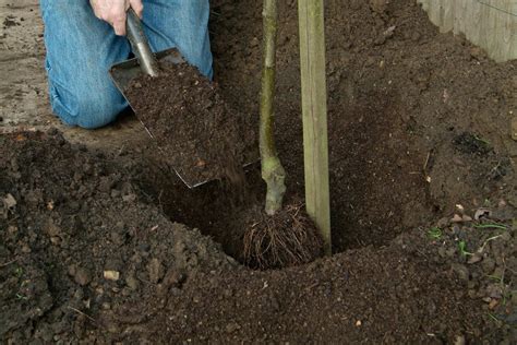 Plant a Bare-Root Fruit Tree - BBC Gardeners World Magazine