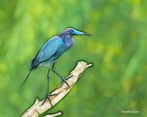 Keith Carver Photography • Zen | PHOTO ART 2012 | Little Blue Heron, breeding plumage