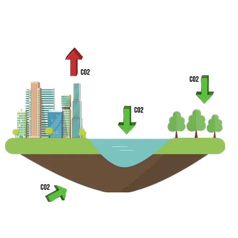 What is a carbon sink? - EasyEcoTips