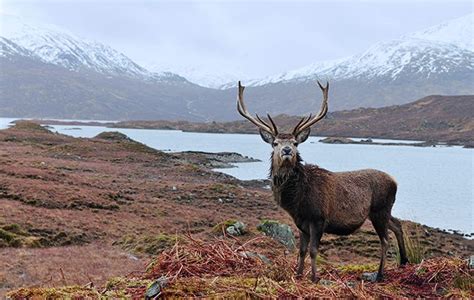 In praise of the Scottish red deer - Shooting UK