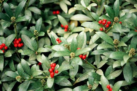 How to Plant and Grow Japanese Skimmia