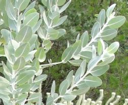 Eucalyptus pleurocarpa - Wikipedia