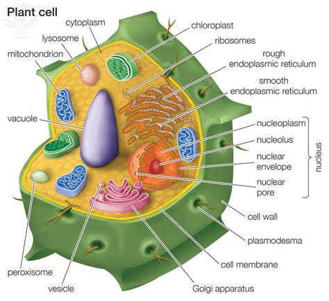 Plant and Animal Cells at Patrcik F. Taylor Science And Technology ...