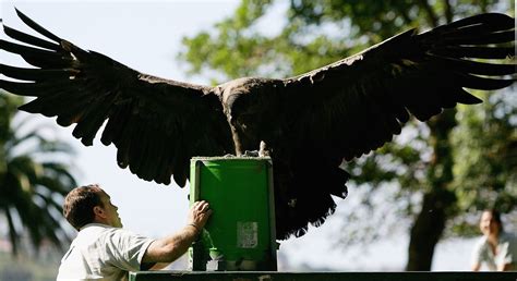 What Is a Condor in Golf? (With Scoring Examples)