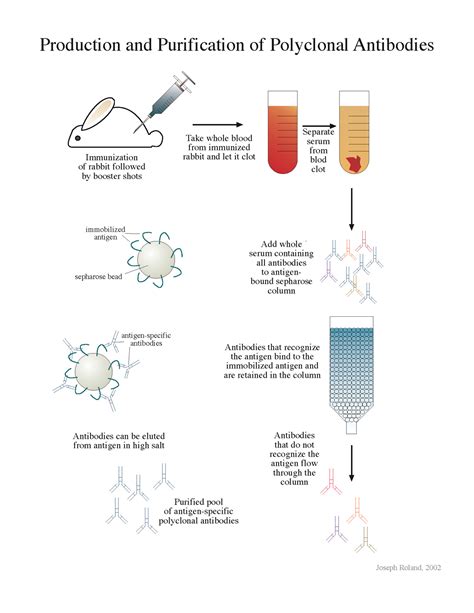 Polyclonal Antibody Production