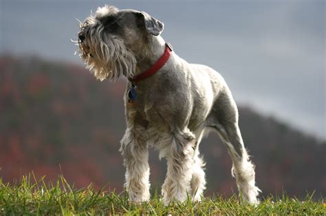 Cute Schnauzer, Standard dog photo and wallpaper. Beautiful Cute Schnauzer, Standard dog pictures