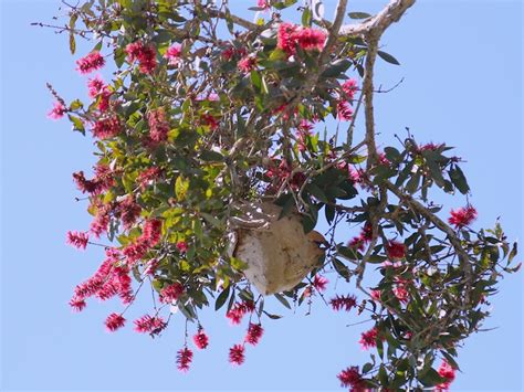 Yellow paper wasp nest - Green Path