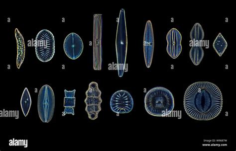 Diverse selection of diatom species hi-res stock photography and images - Alamy